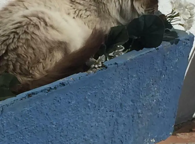 Apartmán El Mirador