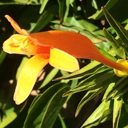 Lejlighed El Mirador Vilaflor