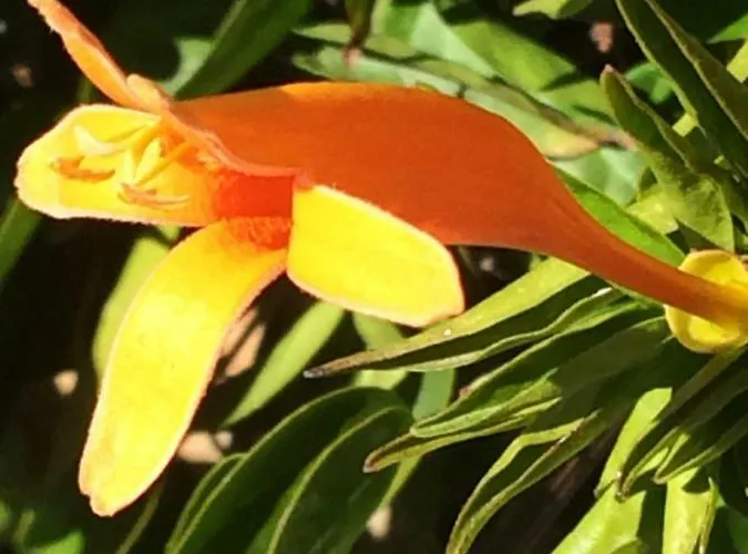 Apartment El Mirador Vilaflor