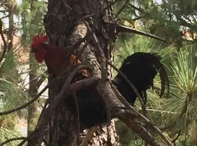 Apartment El Mirador *